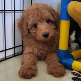 Stanley - Red Mini Poodle Raised in Home - Red  male Poodle puppy in Falcon, Missouri from Cedar House Heritage Poodles | AKC Toy & Miniature Poodle Puppies Raised in Home