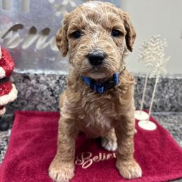 Buck - Cream male Goldendoodle puppy in Annville, Pennsylvania from Bellegrove Goldendoodles