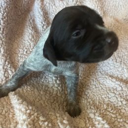 Wirehaired Pointing Griffon Puppies from Hall's TX Griffons