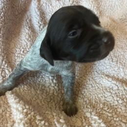 Wirehaired Pointing Griffon Puppies from Hall's TX Griffons