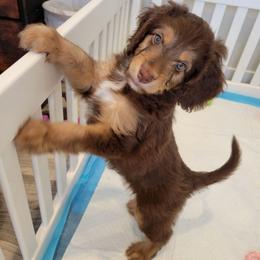 Lily - Brown and white female Aussiedoodle puppy in Prescott Valley, Arizona from Ramirez Family Doodles