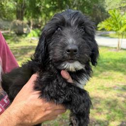 Boy 7 - Black male Whoodle puppy in Sebastian, Florida from Perri’s Whoodles