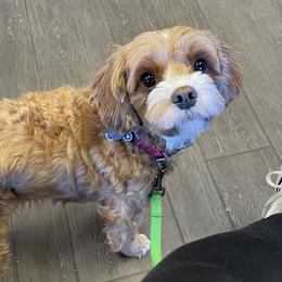 Marnie - Cavapoo