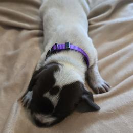 German Shorthaired Pointer Puppies from Barnes GSPs