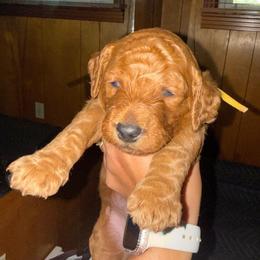 Yellow Collar - Red  female Goldendoodle puppy in Winchester, Tennessee from Mahaffey’s Doodles