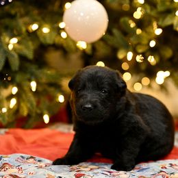 German Shepherd Puppies from Little Bear German Shepherds