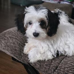 Poodle, Yorkipoo, and Yorkshire Terrier Puppies from Sonshine Yorkies