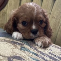 Boy 1 - Ruby male Cavalier King Charles Spaniel puppy in Maynardville, Tennessee from Lockwood Cavaliers