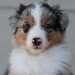 Loganberry - Blue merle male Australian Shepherd puppy in Colorado from Firestone Australian Shepherds