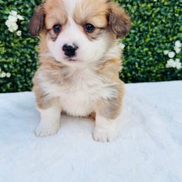 Dover - White and red male Pembroke Welsh Corgi puppy in Denver, Colorado from Monarch Corgis