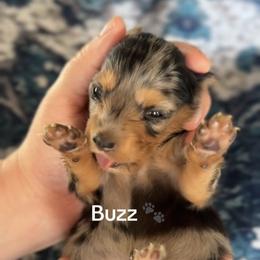 Buzz - Dapple male Dachshund puppy in Guthrie, Oklahoma from Kingdom Mini Dashchunds