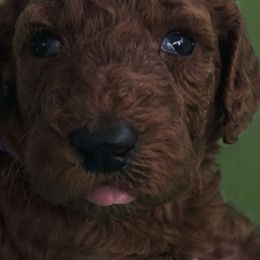 Princess Meghan Red Rosa - Poodle puppy from Rosa Red Standard Poodles