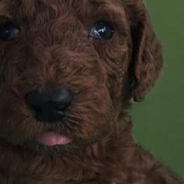 Princess Meghan Red Rosa - Poodle puppy from Rosa Red Standard Poodles