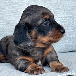 Boy 2 - Dapple male Dachshund puppy in Allenhurst, Georgia from B’s Dapper Dachshunds