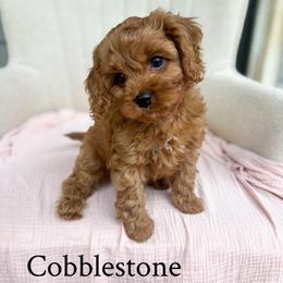 Cobblestone - Red male Cavapoo puppy in Easley, South Carolina from Cutiepie Cavapoos