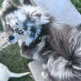 AKC Registered - ACE - Blue merle male Pomeranian puppy in Duncan, Arizona from Bootheel Doxies & Poms