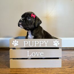 Claire - Brindle female Boxer puppy in Garland, North Carolina from Magen's Boxers