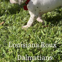 Dalmatian Puppies from Louisiana Roux Dalmatians