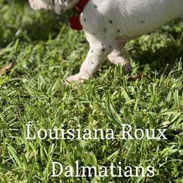 Dalmatian Puppies from Louisiana Roux Dalmatians
