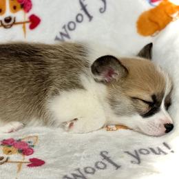 Dally - Red female Pembroke Welsh Corgi puppy in Woodland, Washington from MB Acres Corgis