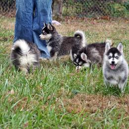 Pomsky, Rottweiler, Shetland Sheepdog, and Toy Shetland Sheepdog Puppies from Mountain High Kennels