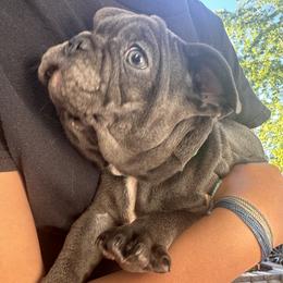 French Bulldog Puppies from Camarra King