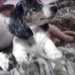Comma - Dapple male Dachshund puppy in Hollis, Oklahoma from Write Breed Doxies