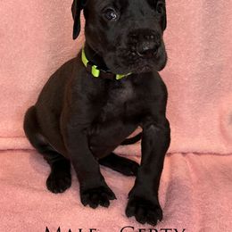Great Dane Puppies from B3 Kennels