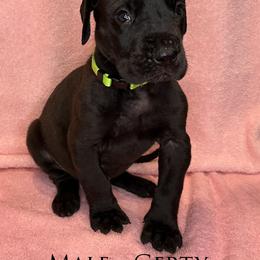 Great Dane Puppies from B3 Kennels