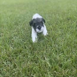 Miniature Schnauzer Puppies from Rebecca LeBoeuf