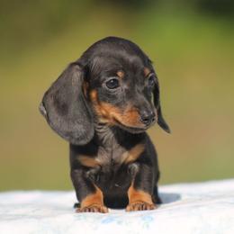 Jelly Belly - Black and tan male Dachshund puppy in Okeechobee, Florida from Far Far Away Dachshunds
