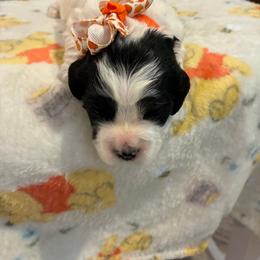 Scarlet - Black and white female Cockapoo puppy in Brookings, South Dakota from Hofer Pups