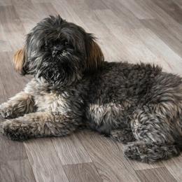 Rayna - Brindle female Shih Tzu puppy in Waynesboro, Pennsylvania from Big Win Shih Tzus