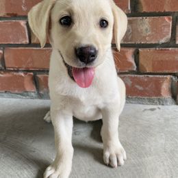 Labrador Retriever Puppies from Duck Creek Kennels