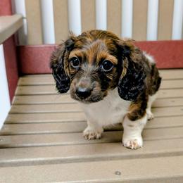 Donna - Piebald female Dachshund puppy in Jerusalem, Ohio from Twin Hickory Ranch