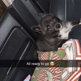 Siberian Husky Puppies from Spirit of the Moon Siberians