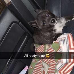 Siberian Husky Puppies from Spirit of the Moon Siberians