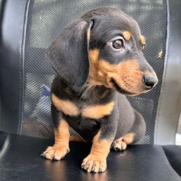 Ace - Black and tan male Dachshund puppy in Los Angeles, California from Dachshunds of the Desert