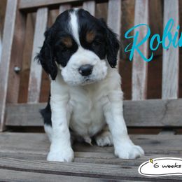 Robin - Black white and tan male English Springer Spaniel puppy in Canyonville, Oregon from Enos Ranch Springer Spaniels