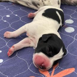 Captain - Black and white male German Shorthaired Pointer puppy in Hot Springs, Virginia from Thunder Mountain Gun Dogs