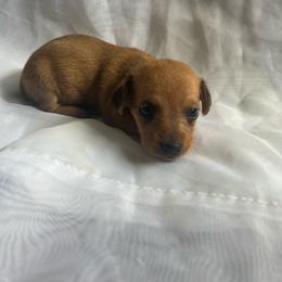 Bella - Red female Dachshund puppy in Colonial Heights, Virginia from Mimi’s Doxies