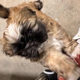 Xin yi  (happy -quiet) - Black gold and white male Shih Tzu puppy in Kingsland, Georgia from Shih-Tzu Puppy Dynasty