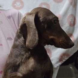Lindy - Dachshund