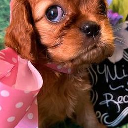Cavalier King Charles Spaniels from Lone Star Companion Cavaliers