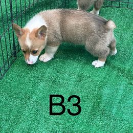 Boy 3 - Pembroke Welsh Corgi puppy from Delgado’s Corgi’s