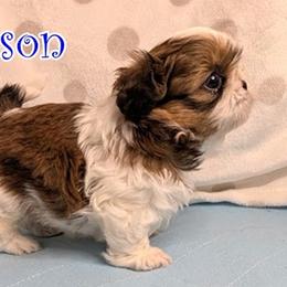 Orson - Red and white male Shih Tzu puppy in Surprise, Arizona from Arizona Shih Tzu