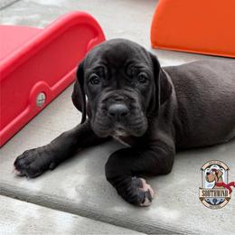 Bunty - Black female Great Dane puppy in White City, Kansas from Southwind Great Danes