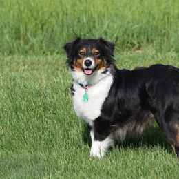 Hope - Australian Shepherd