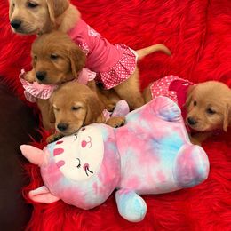 Golden Retriever Puppies from American True Golden retriever