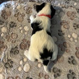 Biewer Terrier Puppies from Moonshadow Biewer Terriers